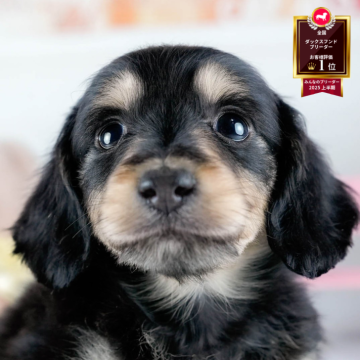 ミニチュアダックスフンド(ロング)【茨城県・男の子・2025年10月21日・ブラック&イエロー】の写真「12月限定！2周年＆X’masキャンペーン開催🎁」