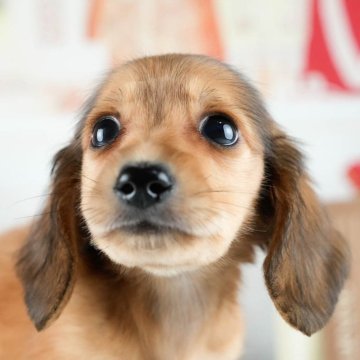 ミニチュアダックスフンド(ロング)【茨城県・男の子・2025年8月1日・レッド】の写真「9/27㈯28㈰運命の子犬を探せる大型見学会開催⭐」
