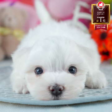 マルチーズ【茨城県・男の子・2025年7月24日・ホワイト】の写真「9/27㈯28㈰運命の子犬を探せる大型見学会開催⭐」