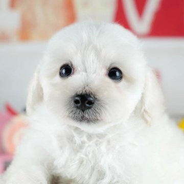 トイプードル(トイ)【茨城県・女の子・2025年9月3日・ホワイト】の写真「11/8㈯9㈰イベント開催🐾詳しくはブログへ📝」