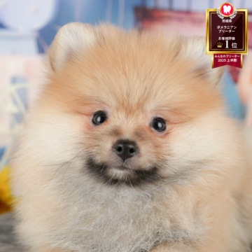 ポメラニアン【茨城県・男の子・2025年9月30日・オレンジセーブル】の写真「12/13(土)14(日)見学会開催🎅」