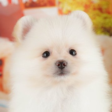 ポメラニアン【茨城県・男の子・2025年7月31日・クリーム】の写真「11/8㈯9㈰イベント開催🐾詳しくはブログへ📝」