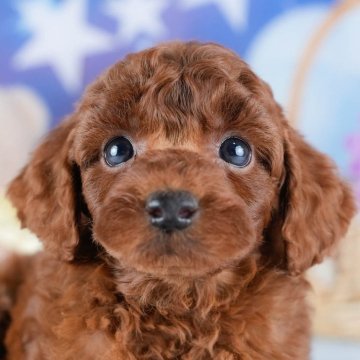 トイプードル(トイ)【茨城県・男の子・2025年10月24日・レッド】の写真「12月限定！2周年＆X’masキャンペーン開催🎁」