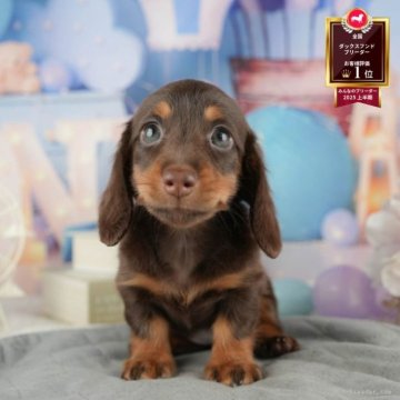 ミニチュアダックスフンド(ロング)【茨城県・女の子・2025年7月20日・チョコレート&タン】の写真「11/22㈯23㈰特典付きイベント開催🎉」
