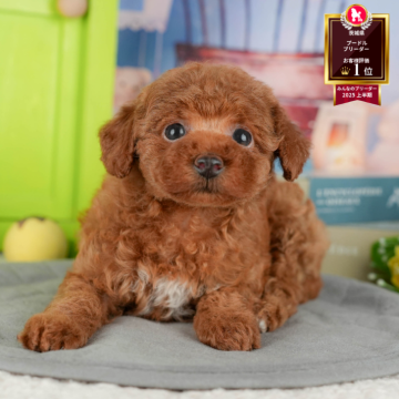 タイニープードル【茨城県・女の子・2025年8月29日・レッド】の写真「11/22㈯23㈰特典付きイベント開催🎉」
