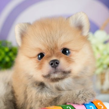 ポメラニアン【茨城県・男の子・2025年8月11日・オレンジ】の写真「9/27㈯28㈰運命の子犬を探せる大型見学会開催⭐」