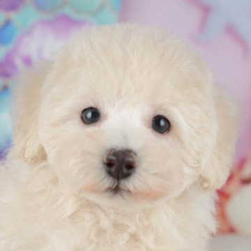 トイプードル(トイ)【茨城県・女の子・2025年9月20日・アプリコット】の写真「11/22㈯23㈰特典付きイベント開催🎉」