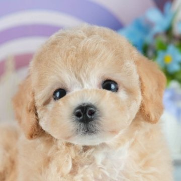 ビションプープー(トイプードル×ビションプー)【茨城県・女の子・2025年4月4日・アプリコット】の写真「👒6/14㈯15㈰2days見学会開催🌻」