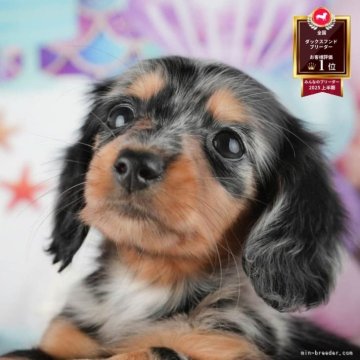 ミニチュアダックスフンド(ロング)【茨城県・女の子・2025年9月8日・シルバーダップル】の写真「11/22㈯23㈰特典付きイベント開催🎉」