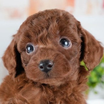 トイプードル(トイ)【茨城県・女の子・2025年10月24日・レッド】の写真「12月限定！2周年＆X’masキャンペーン開催🎁」