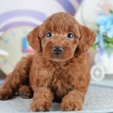 トイプードル(トイ)【茨城県・男の子・2025年4月9日・レッド】の写真「6/1(日)愛犬ちゃんと見学に行ける特別day🐾」