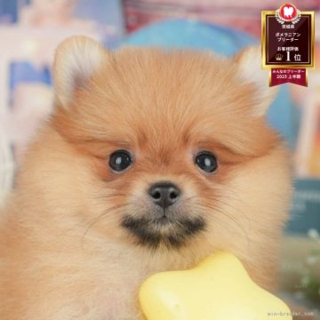 ポメラニアン【茨城県・女の子・2025年6月12日・オレンジ】の写真「11/22㈯23㈰特典付きイベント開催🎉」
