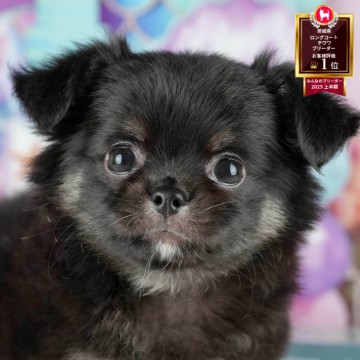 チワワ(ロング)【茨城県・女の子・2025年10月9日・ブラック&タン】の写真「12月限定！2周年＆X’masキャンペーン開催🎁」