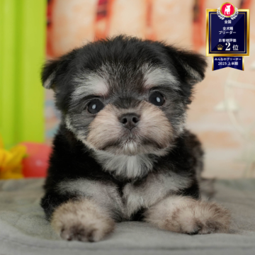 チワマル(マルチーズ×チワワ)【茨城県・女の子・2025年8月22日・ブラックタン】の写真「12月限定！2周年＆X’masキャンペーン開催🎁」