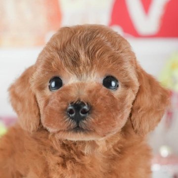 トイプードル(トイ)【茨城県・女の子・2025年4月18日・レッド】の写真「👒6/14㈯15㈰2days見学会開催🌻」