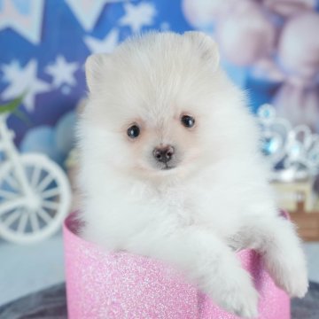 ポメラニアン【茨城県・男の子・2025年7月14日・クリーム&ホワイト】の写真「9/14㈰15㈪運命の子を探せる大規模見学会🍁」