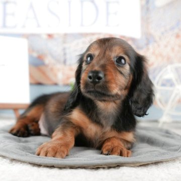 カニンヘンダックスフンド(ロング)【茨城県・男の子・2025年9月12日・シェーデッドレッド】の写真「11/22㈯23㈰特典付きイベント開催🎉」