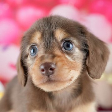 カニンヘンダックスフンド(ロング)【茨城県・女の子・2025年9月3日・チョコレート&タン】の写真「11/8㈯9㈰イベント開催🐾詳しくはブログへ📝」