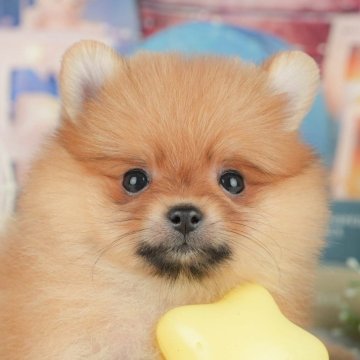 ポメラニアン【茨城県・女の子・2025年6月12日・オレンジ】の写真「11/22㈯23㈰特典付きイベント開催🎉」