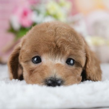 トイプードル(トイ)【茨城県・女の子・2025年9月22日・レッド】の写真「11/22㈯23㈰特典付きイベント開催🎉」