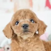 トイプードル(トイ)