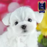 マルチーズ