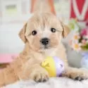マルプー(マルチーズ×トイプードル)【茨城県・男の子・2025年8月2日・アプリコット】の写真1「🐶全頭総額表示(接種済ワクチン代・マイクロチップ代・健康診断料込)」