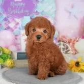 トイプードル(トイ)