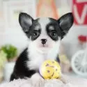 チワワ(ロング)
