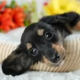 ミニチュアダックスフンド(ロング)【茨城県・女の子・2025年4月3日・ブラック&タン】の写真1「🐶全頭総額表示(接種済ワクチン代・マイクロチップ代・健康診断料込)」
