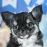 チワワ(ロング)【茨城県・男の子・2025年5月3日・ブラックタン&ホワイト】の写真1「🐶全頭総額表示(接種済ワクチン代・マイクロチップ代・健康診断料込)」