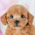 トイプードル(トイ)【茨城県・男の子・2025年8月5日・レッド】の写真1「🐶全頭総額表示(接種済ワクチン代・マイクロチップ代・健康診断料込)」