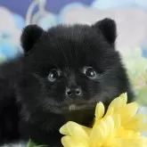 ポメラニアン