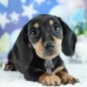 ミニチュアダックスフンド(スムース)【茨城県・女の子・2025年4月5日・ブラック&タン】の写真1「🐶全頭総額表示(接種済ワクチン代・マイクロチップ代・健康診断料込)」