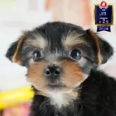 ヨークシャーテリア【茨城県・女の子・2025年7月30日・スティールブルー&タン】の写真1「🐶全頭総額表示(接種済ワクチン代・マイクロチップ代・健康診断料込)」