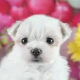 マルチーズ