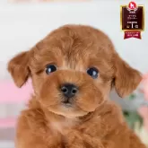 トイプードル(トイ)