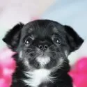 チワワ(ロング)