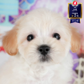 マルプー(マルチーズ×トイプードル)