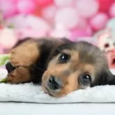 ミニチュアダックスフンド(ロング)【茨城県・男の子・2025年4月5日・シェーデッドレッド】の写真1「🐶全頭総額表示(接種済ワクチン代・マイクロチップ代・健康診断料込)」