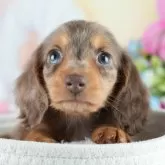 ミニチュアダックスフンド(ロング)【茨城県・男の子・2025年4月3日・チョコレートダップル】の写真1「🐶全頭総額表示(接種済ワクチン代・マイクロチップ代・健康診断料込)」