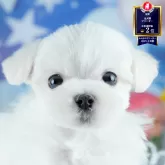 マルチーズ