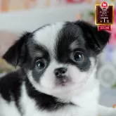 チワワ(ロング)