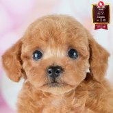 トイプードル(トイ)