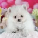 ポメラニアン
