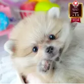 ポメラニアン