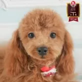 トイプードル(トイ)