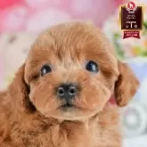 トイプードル(トイ)