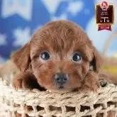 トイプードル(トイ)【茨城県・女の子・2025年6月18日・レッド】の写真1「🐶全頭総額表示(接種済ワクチン代・マイクロチップ代・健康診断料込)」
