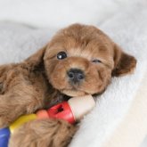 トイプードル(トイ)